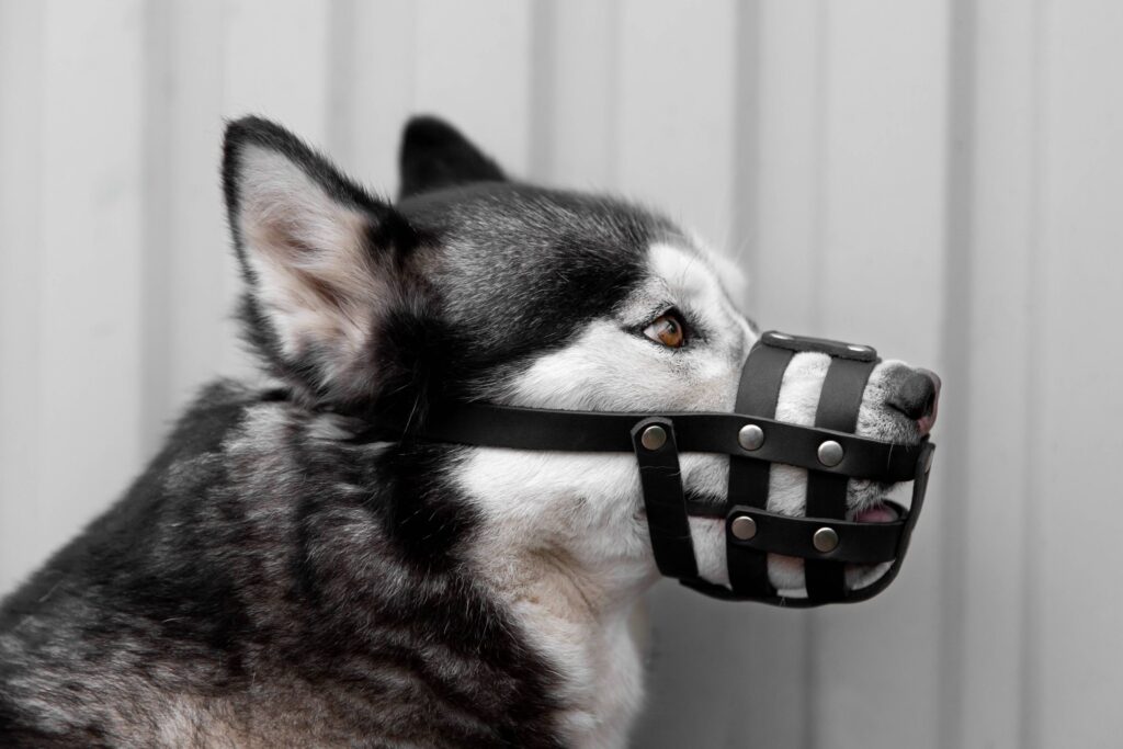 dog bite laws